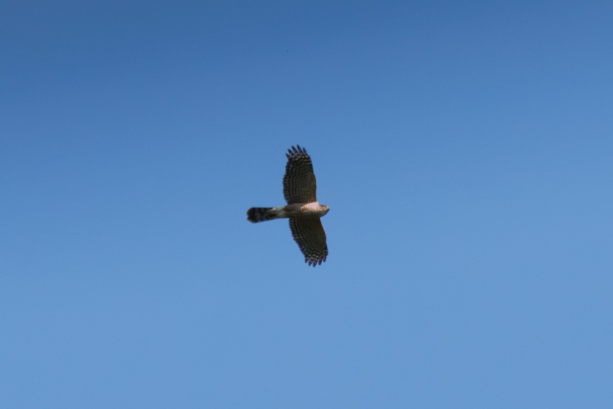 Cooper's Hawk - ML639070420