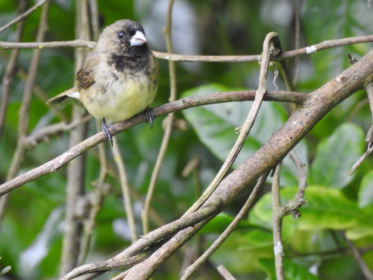 Yellow-bellied Seedeater - ML639070465