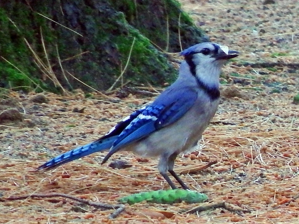 Blue Jay - ML639070470