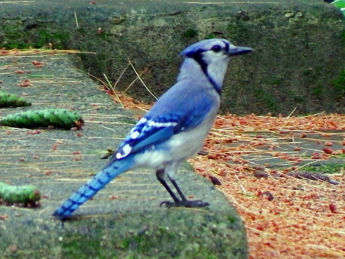 Blue Jay - ML639070471