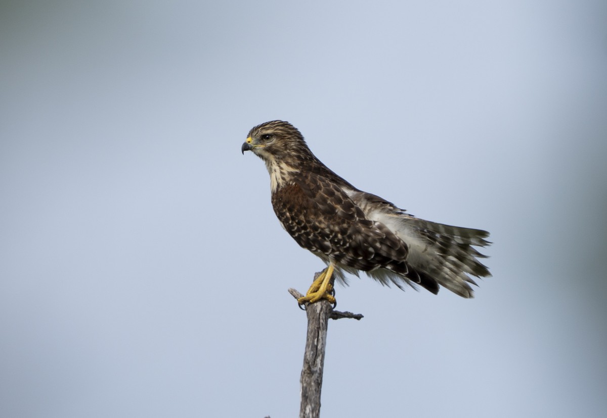 káně páskovaná - ML639070472