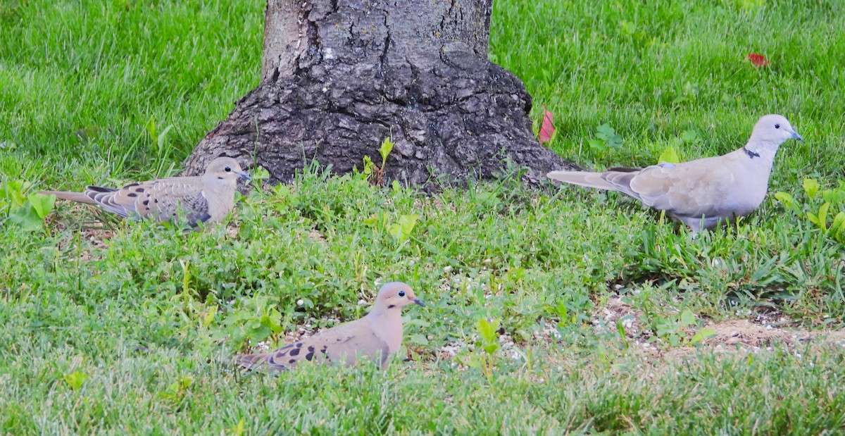 tyrkerdue - ML639070480