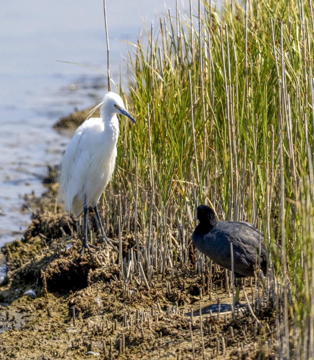 Little Egret - ML639070540