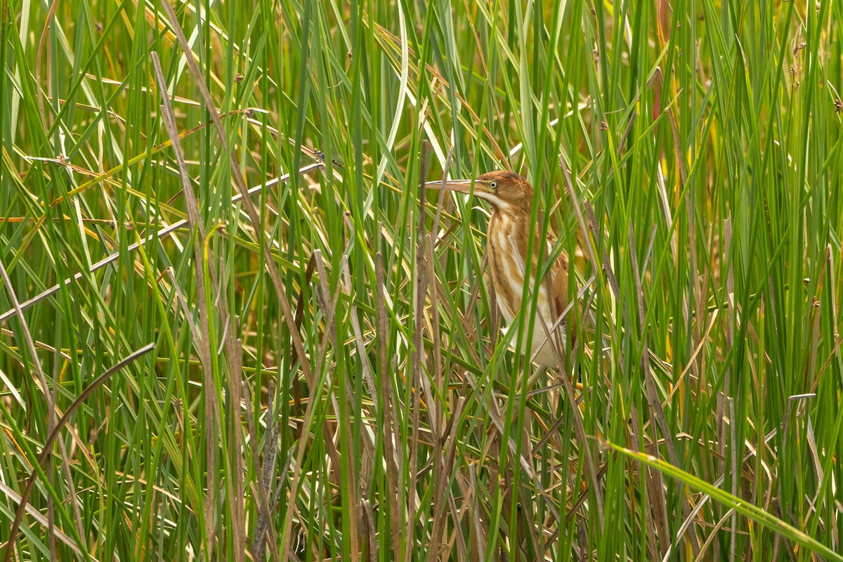 Least Bittern - ML639070550