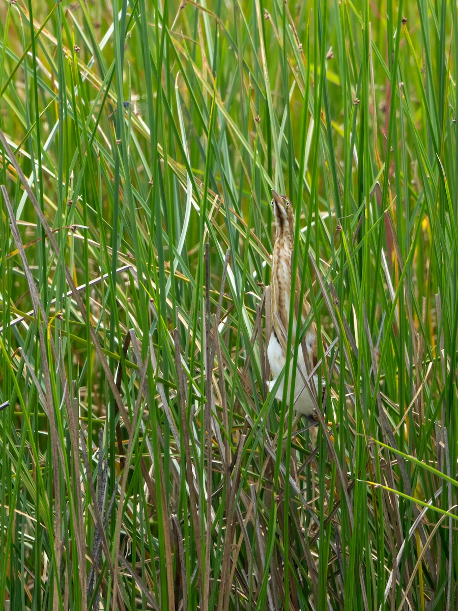 Least Bittern - ML639070551