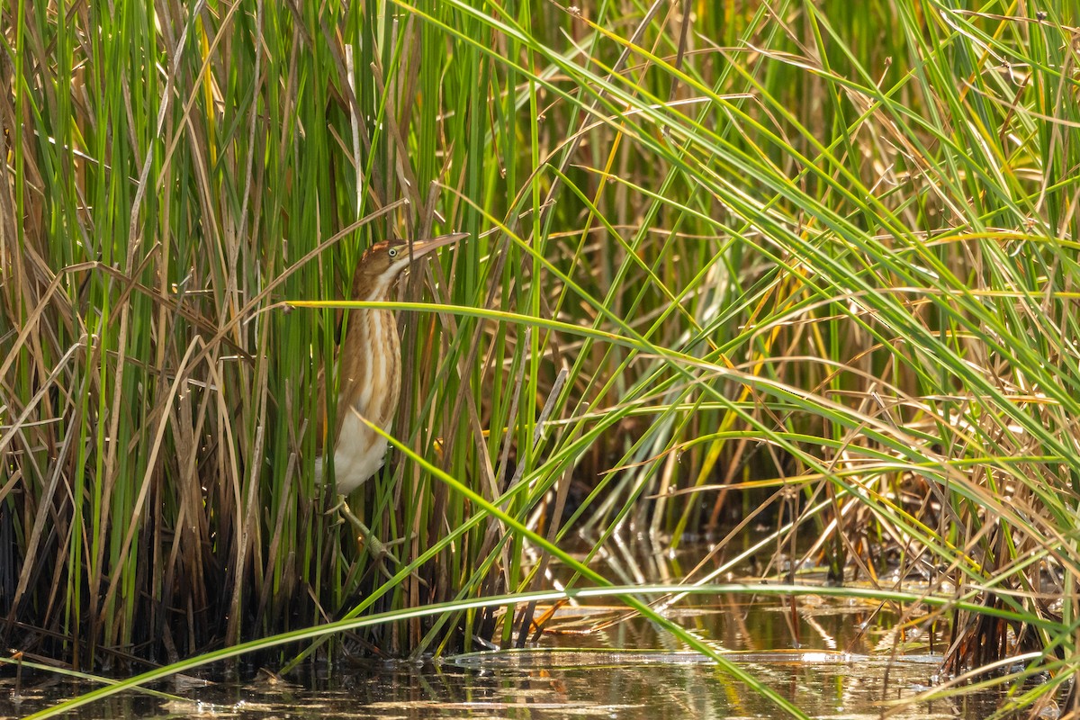 Least Bittern - ML639070552