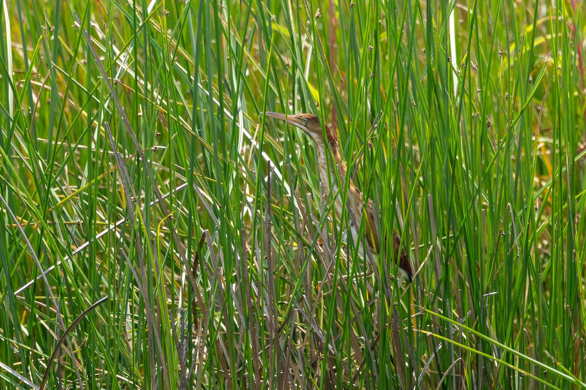 Least Bittern - ML639070553