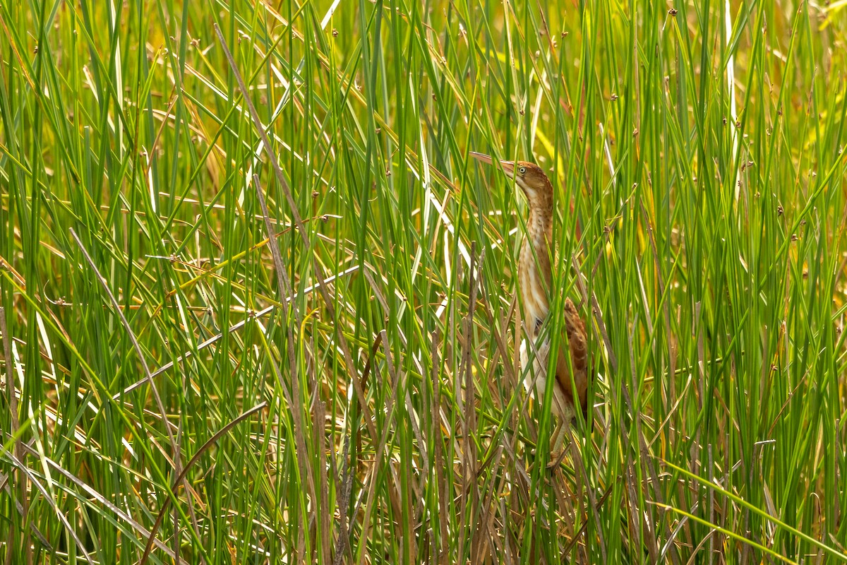 Least Bittern - ML639070555
