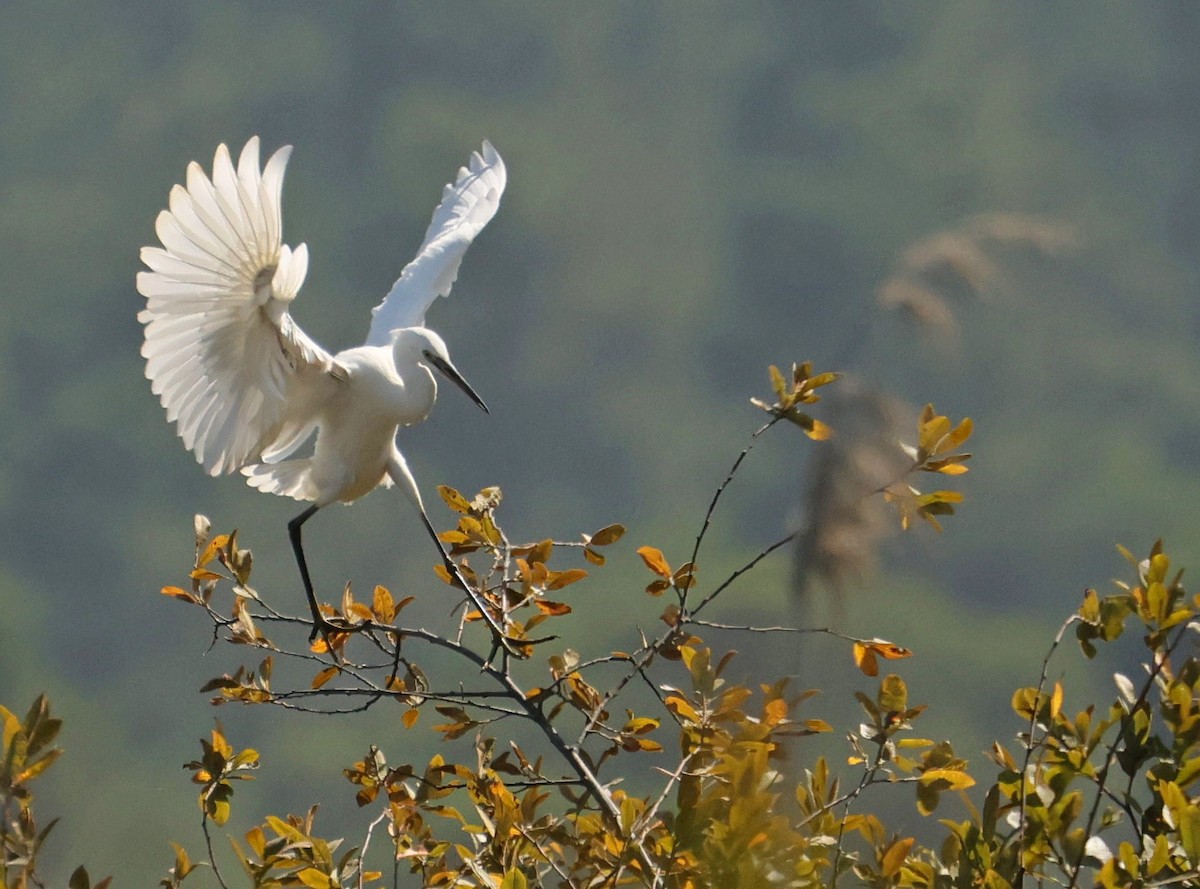 Little Egret - ML639070609