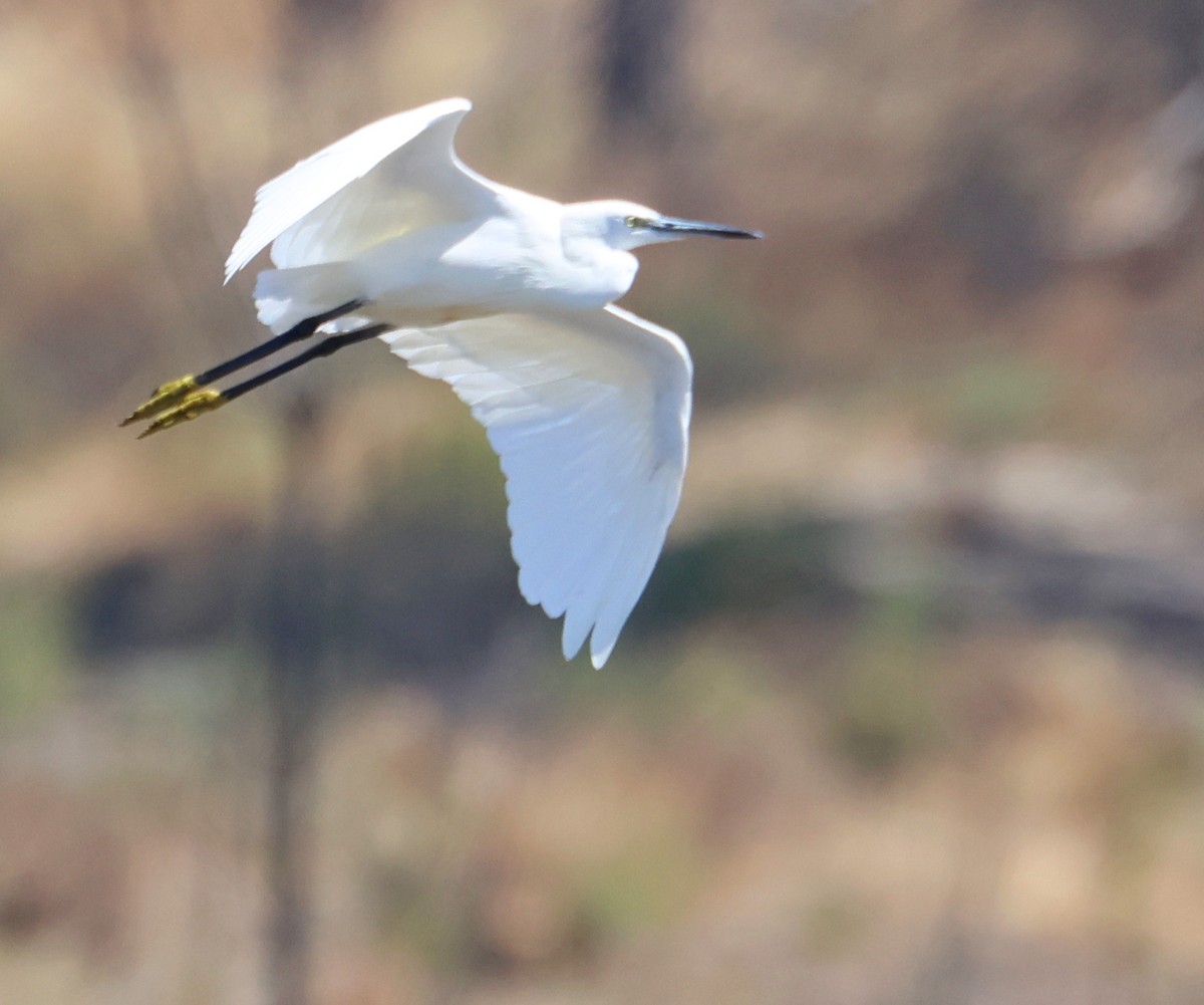 Little Egret - ML639070610