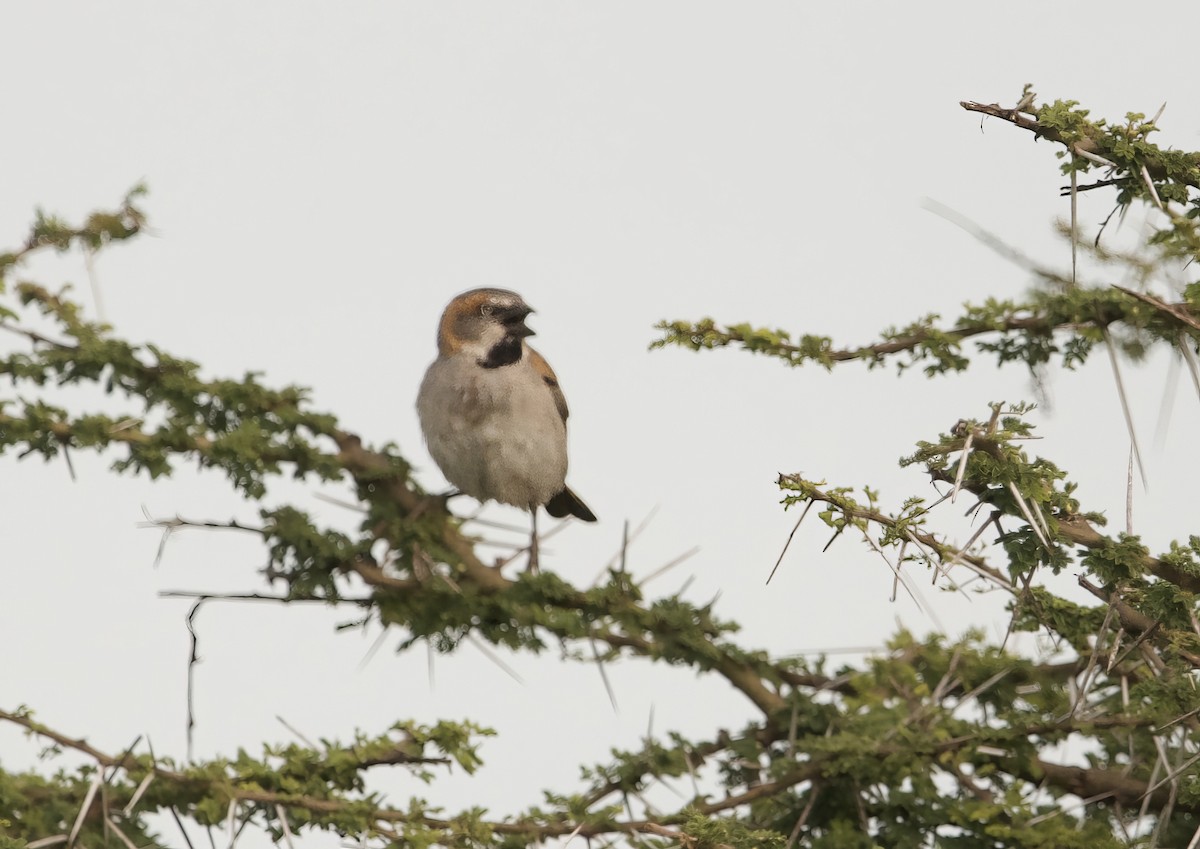 Kenya Rufous Sparrow - ML639070658