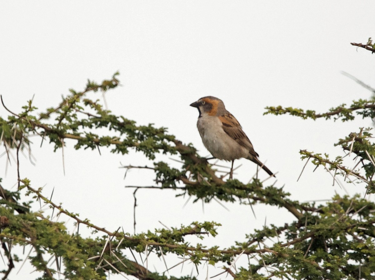 Kenya Rufous Sparrow - ML639070659