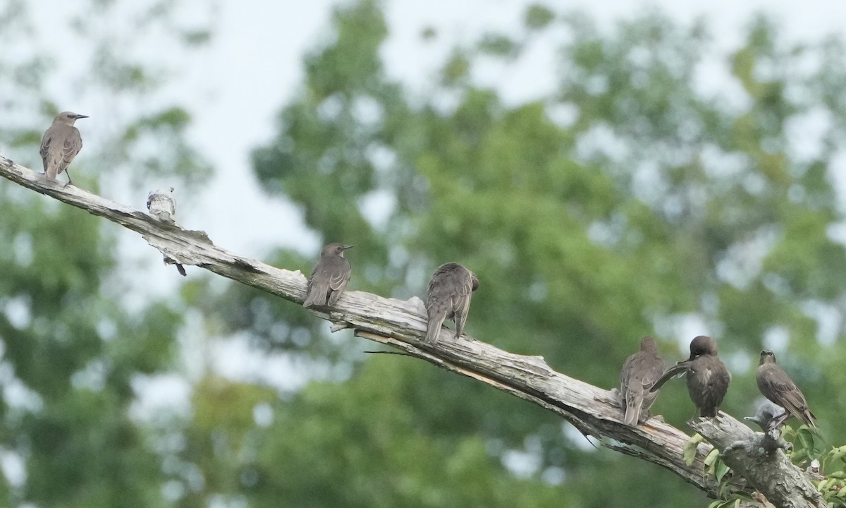 European Starling - ML639070678