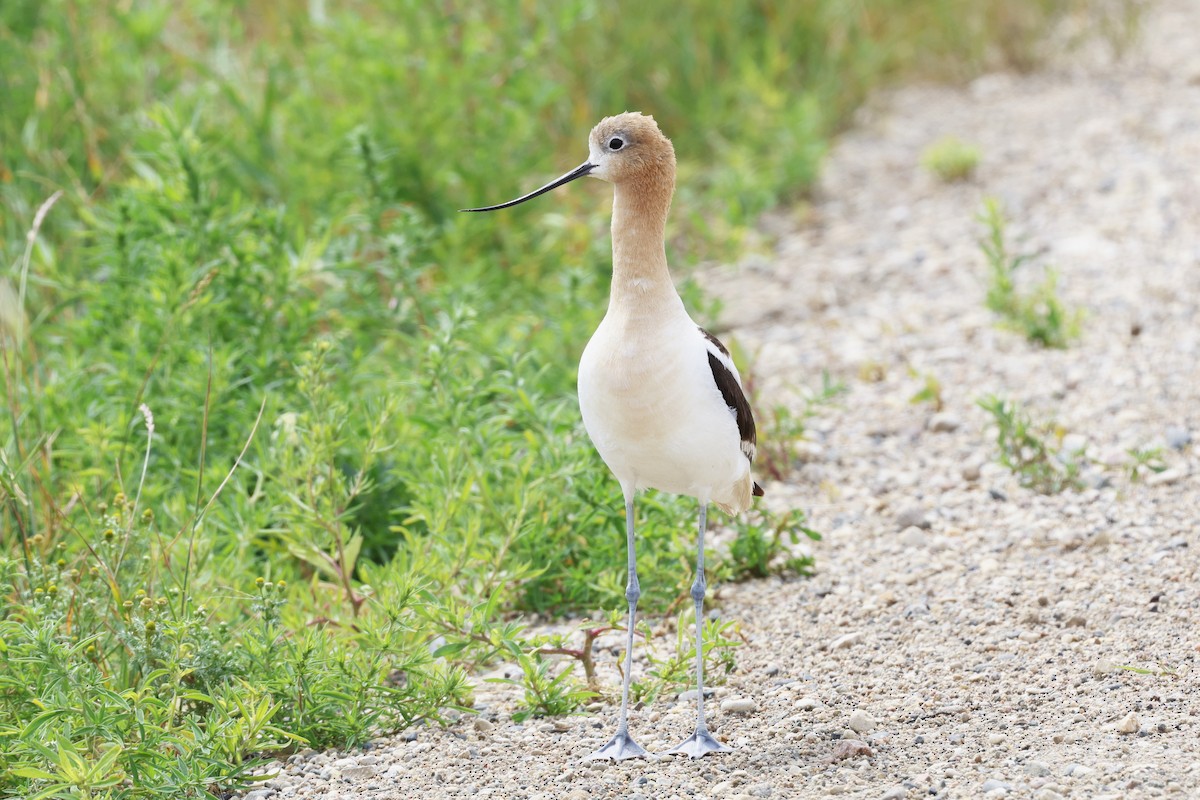 American Avocet - ML639070693