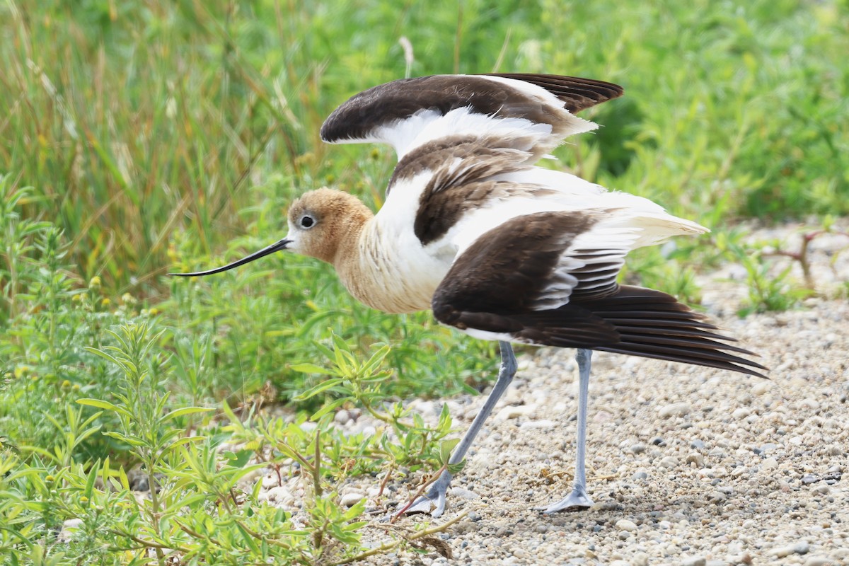American Avocet - ML639070694
