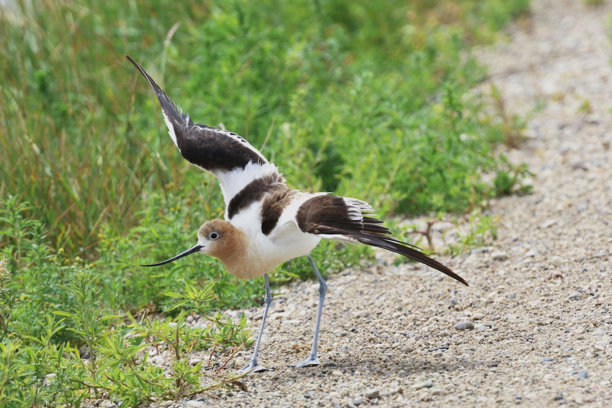 American Avocet - ML639070697