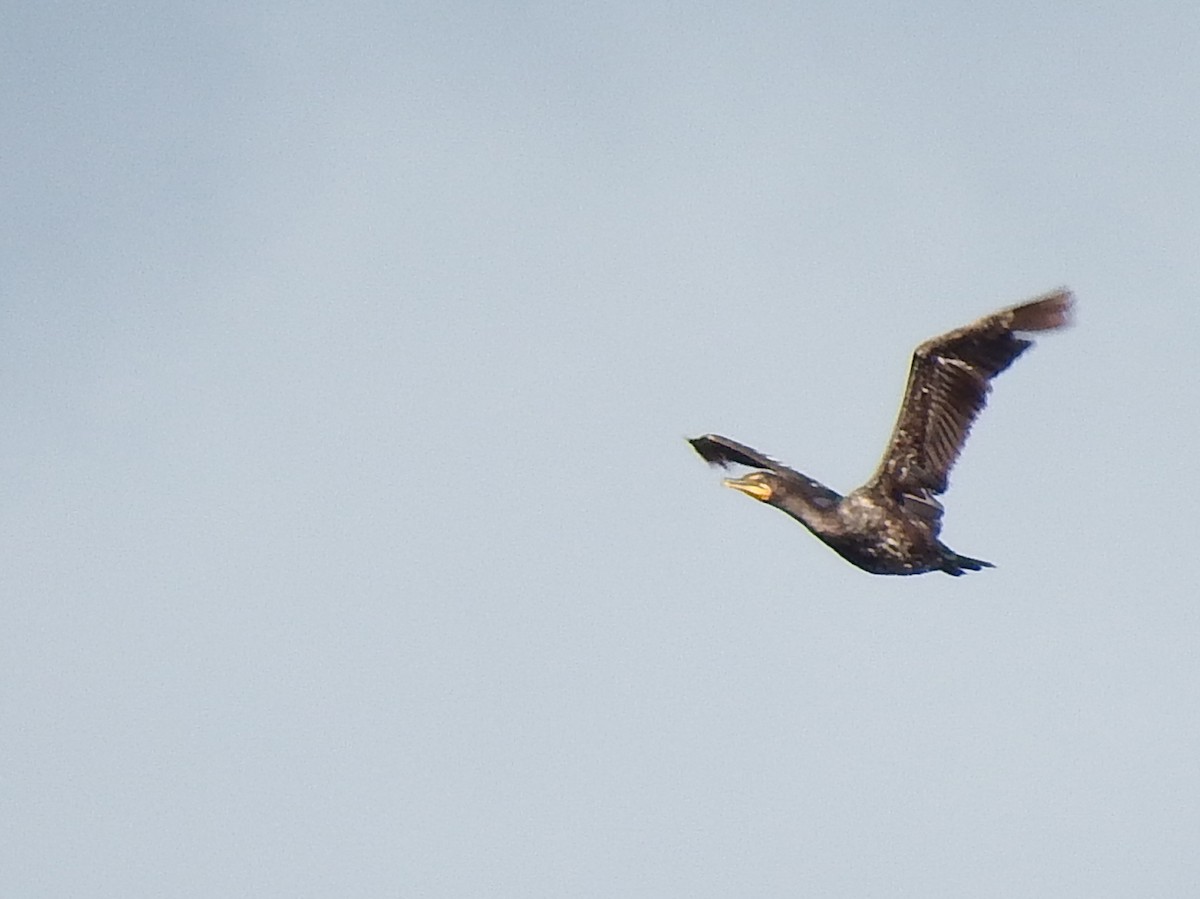 Cormoran à aigrettes - ML639070742