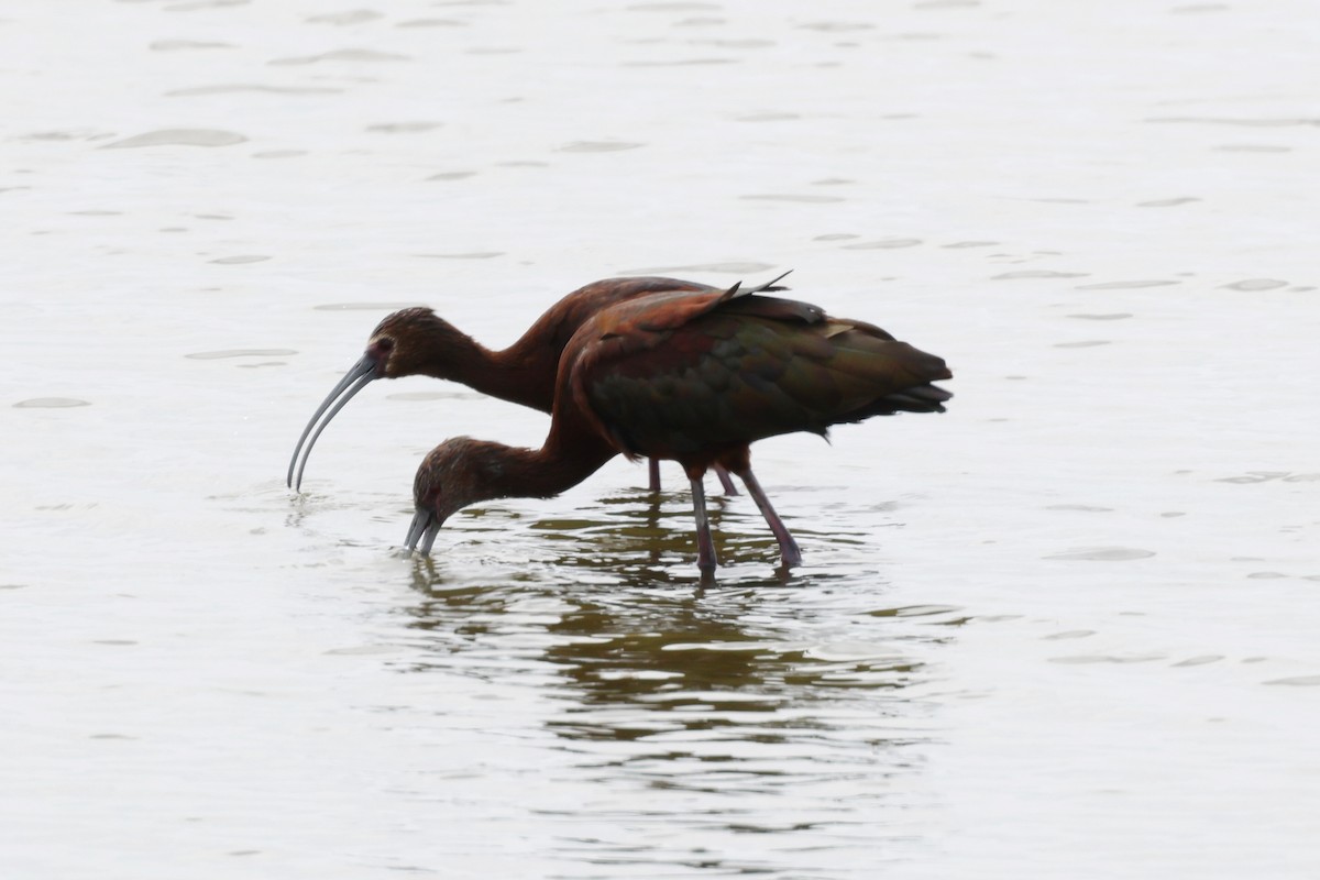 White-faced Ibis - ML639070776