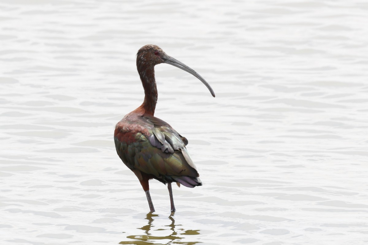White-faced Ibis - ML639070777