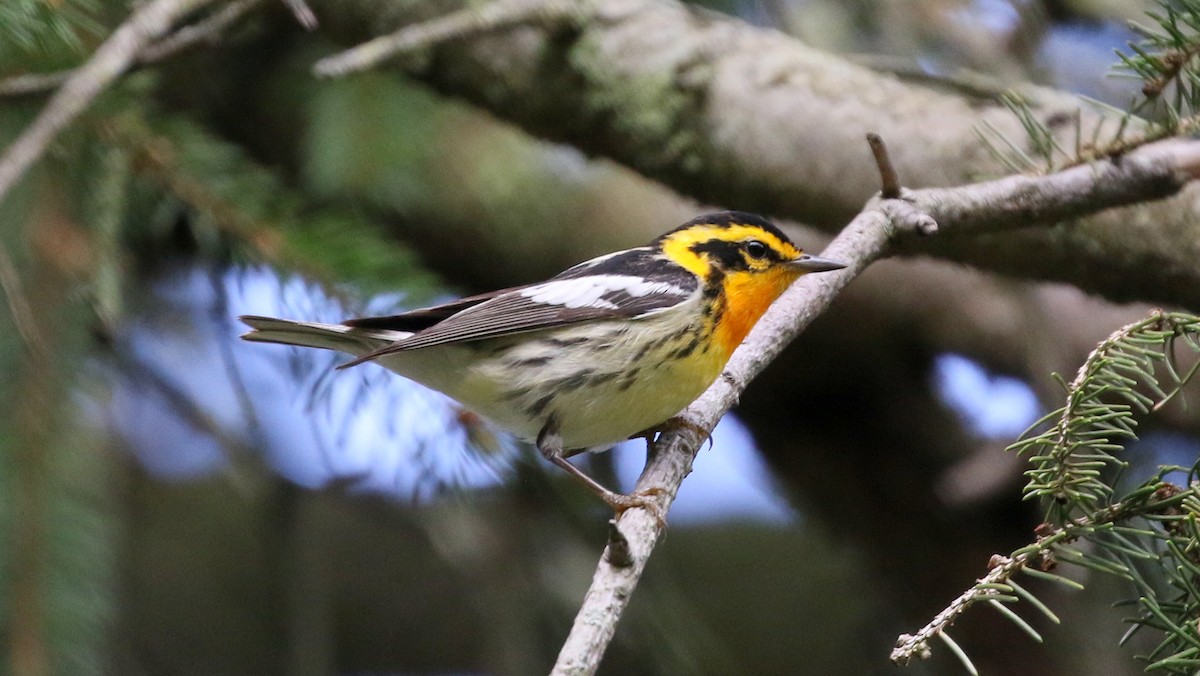 Blackburnian Warbler - ML639070830