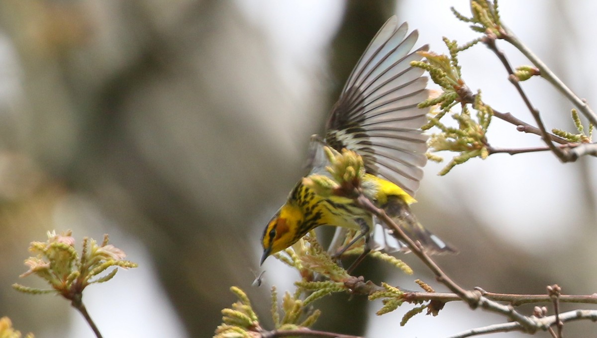 Cape May Warbler - ML639070842