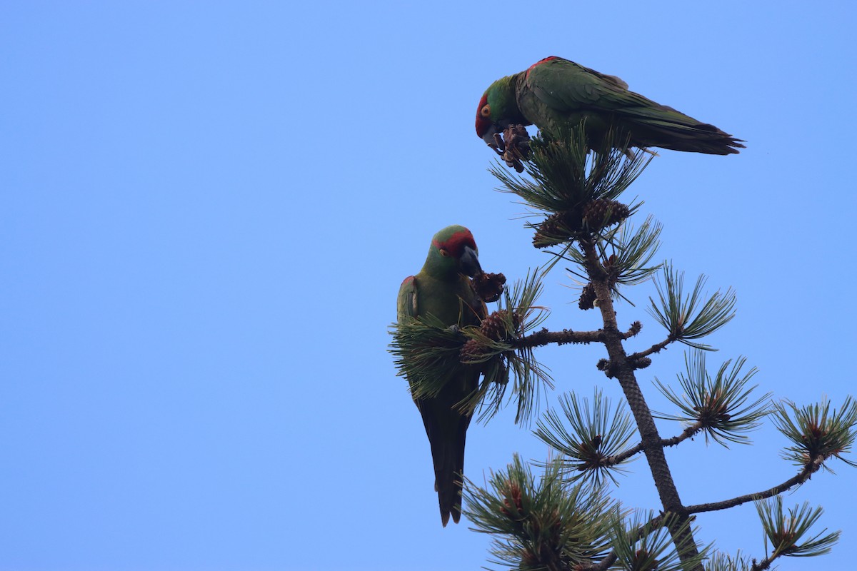 Thick-billed Parrot - ML639070858