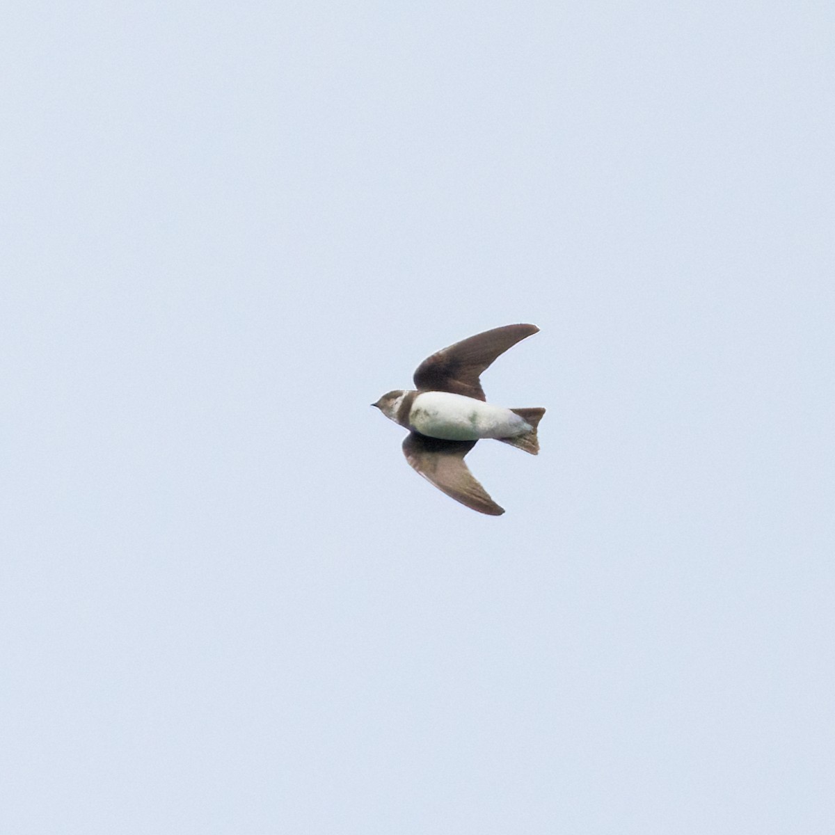 Bank Swallow - ML639070864