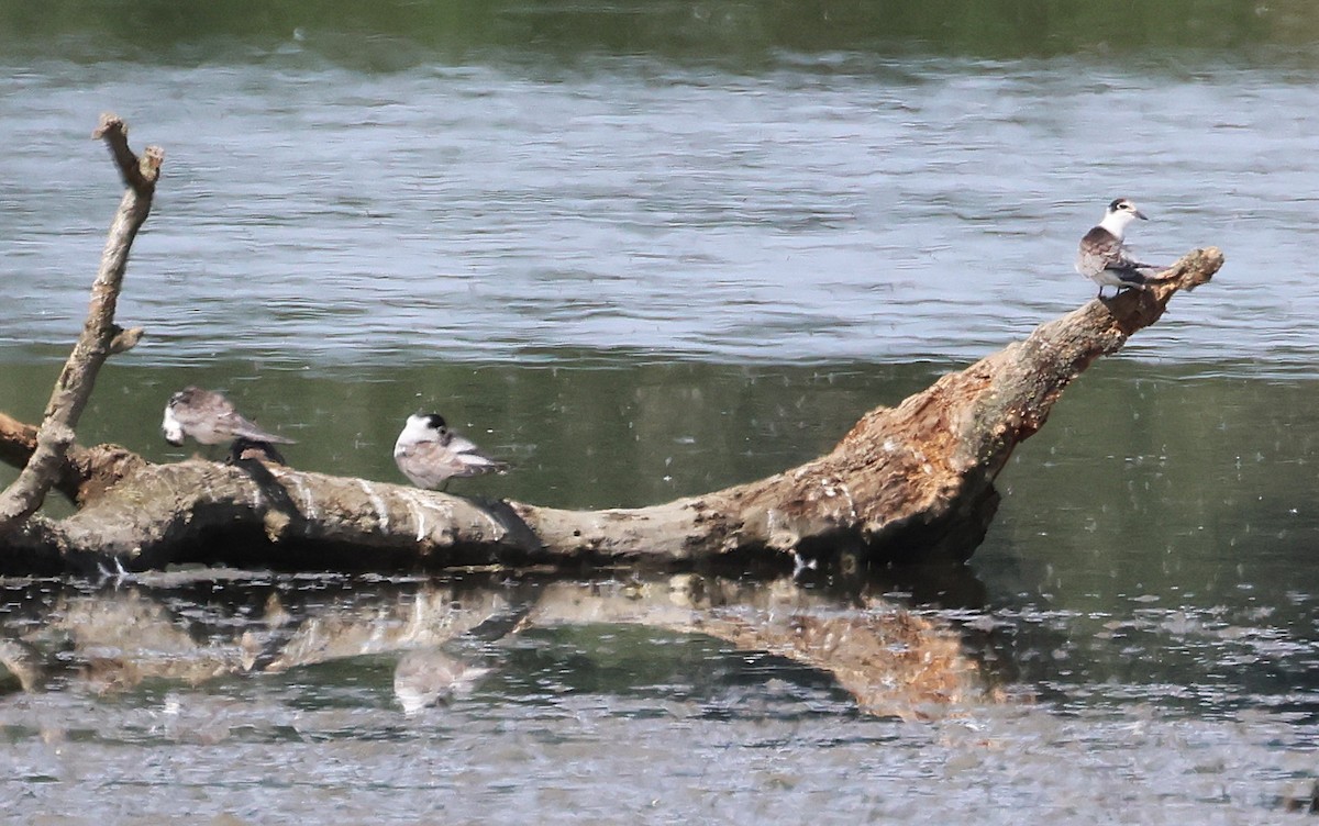 Хилэн хараалай - ML639070865