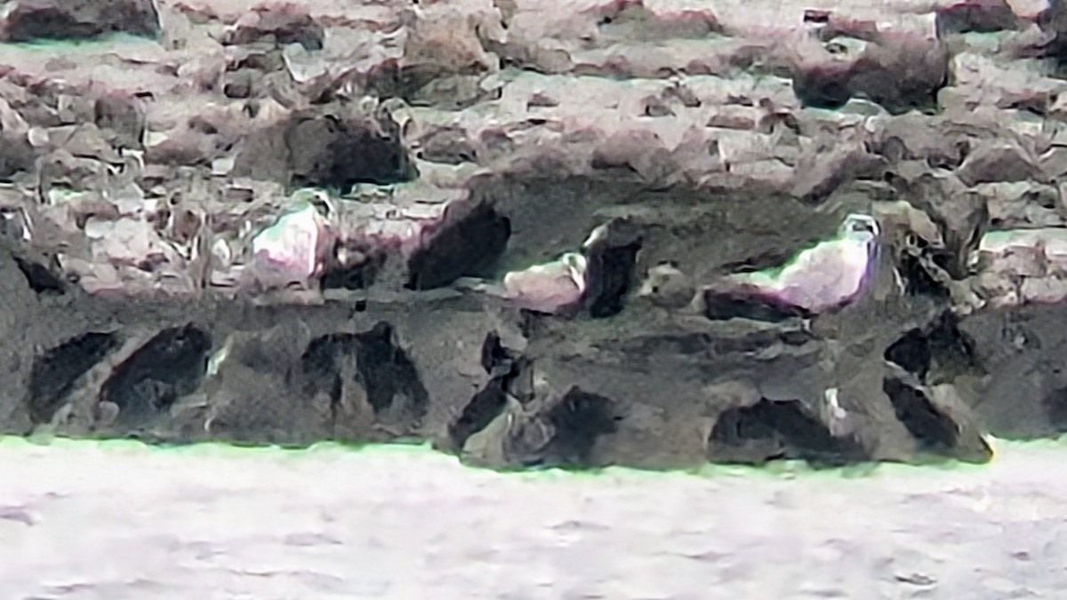 White-winged Tern - ML639070871