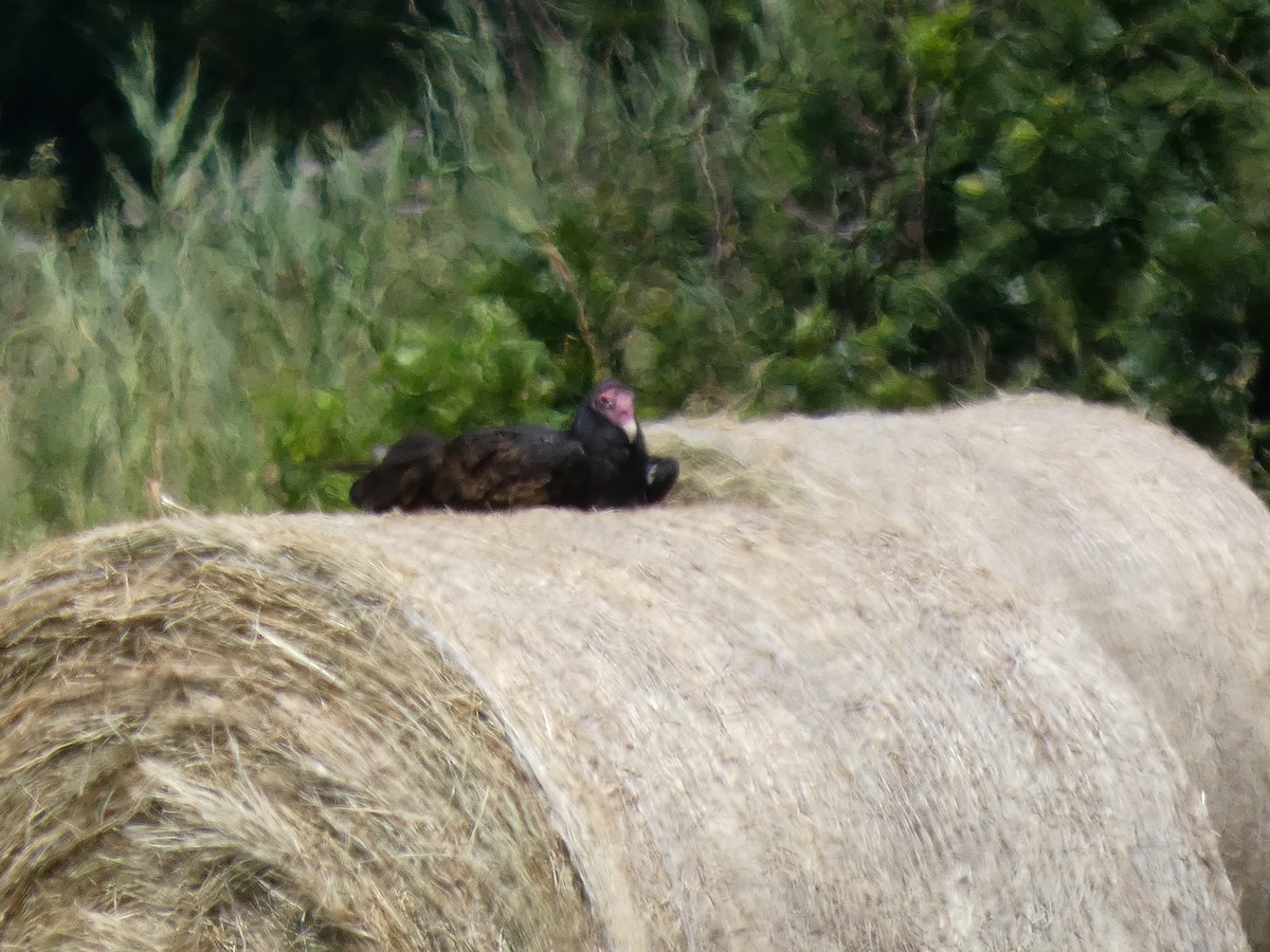 Turkey Vulture - ML639070920