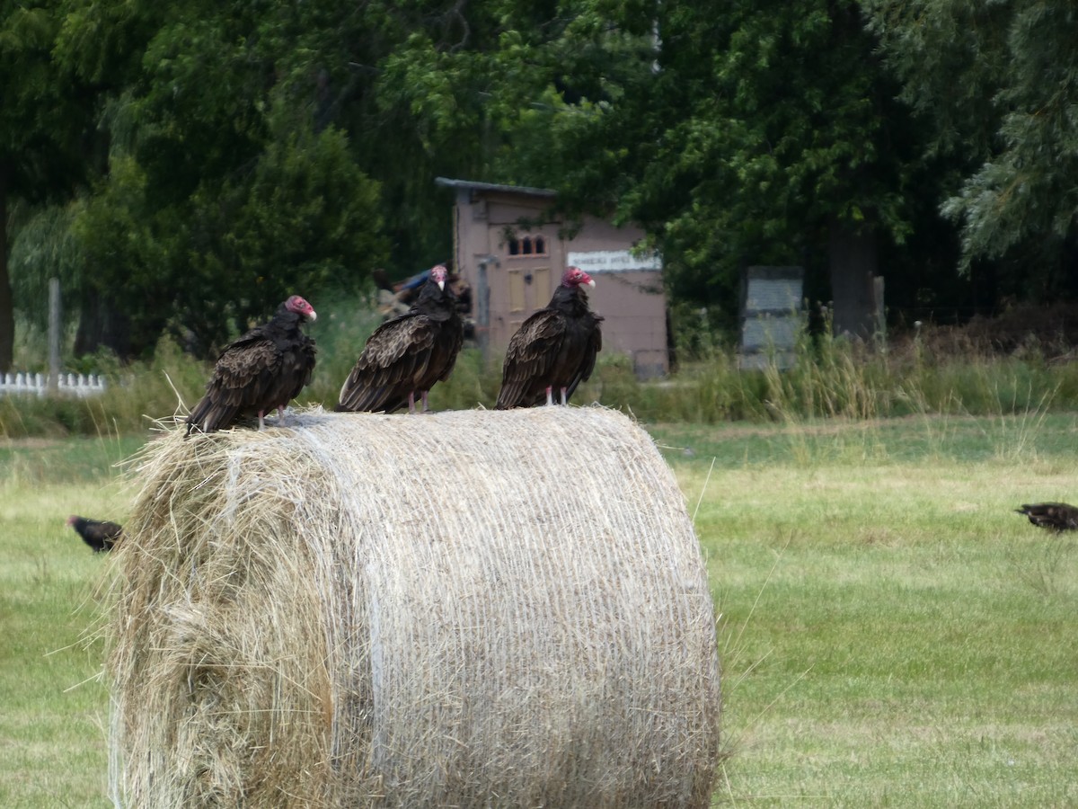 Turkey Vulture - ML639070921