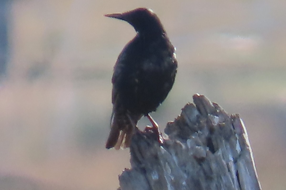 European Starling - ML639070926
