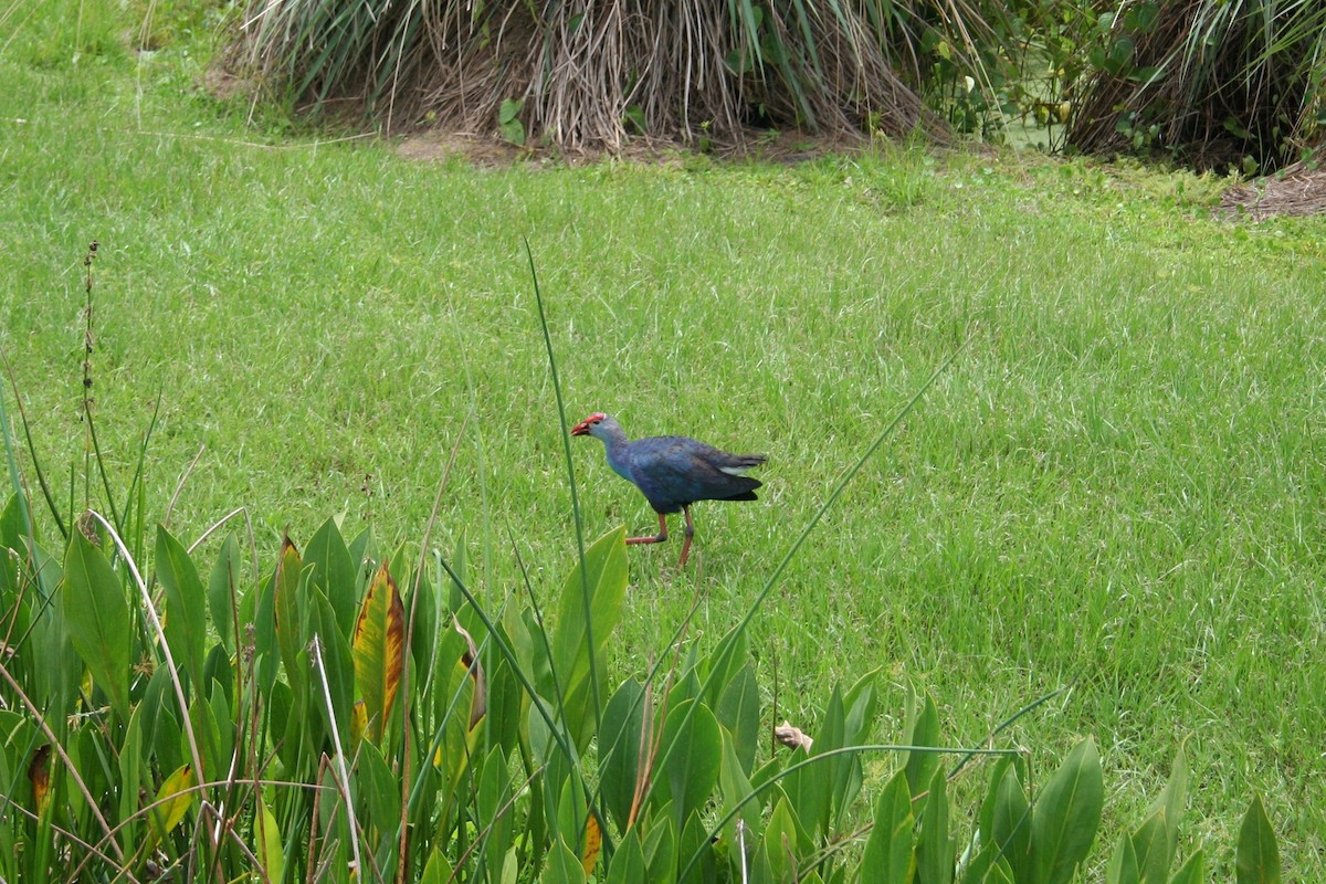 Gray-headed Swamphen - ML639070951