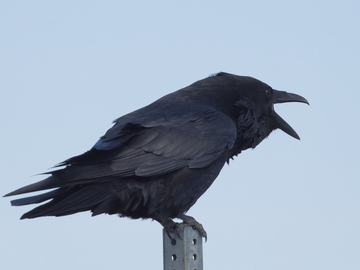 Common Raven - ML639070954