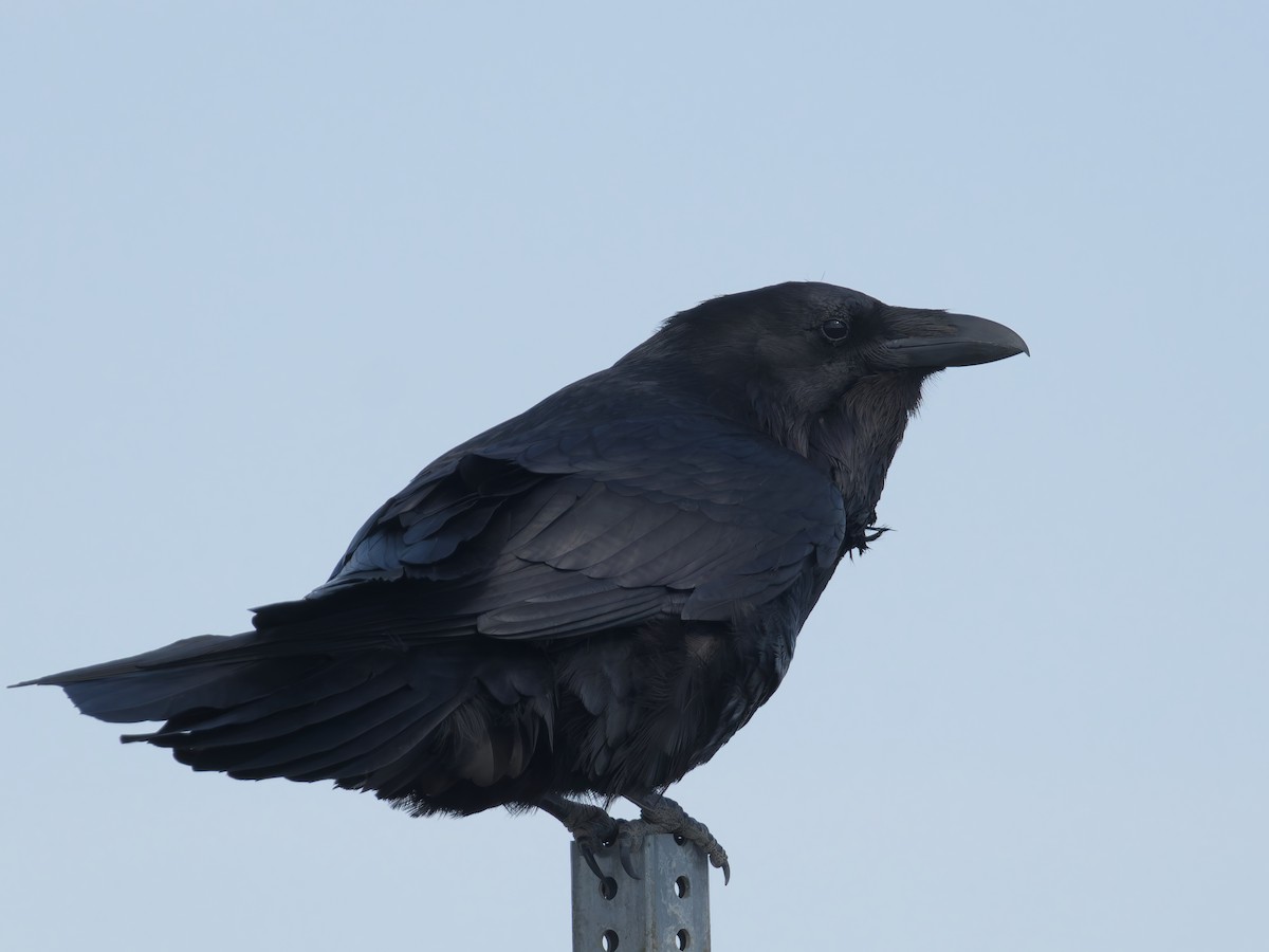 Common Raven - ML639070957