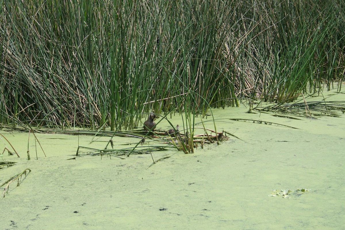 Mottled Duck - ML639071149