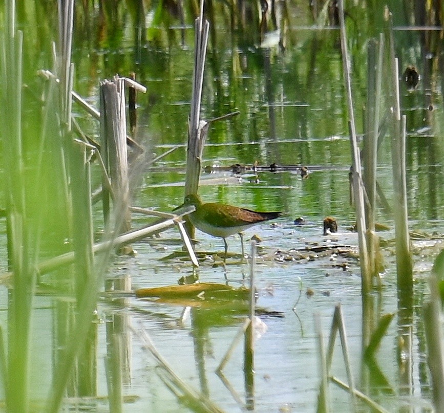 Solitary Sandpiper - ML639071167