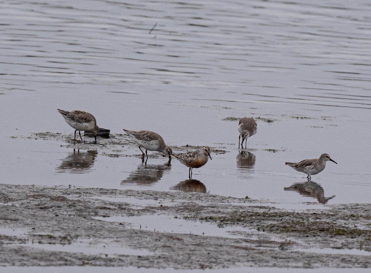 Red Knot - ML639071171