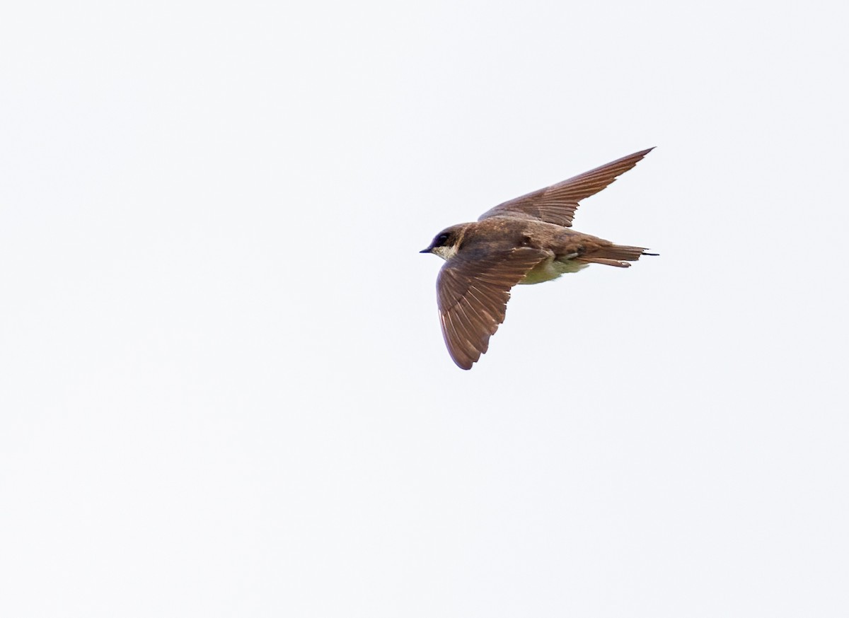 Bank Swallow - ML639071190