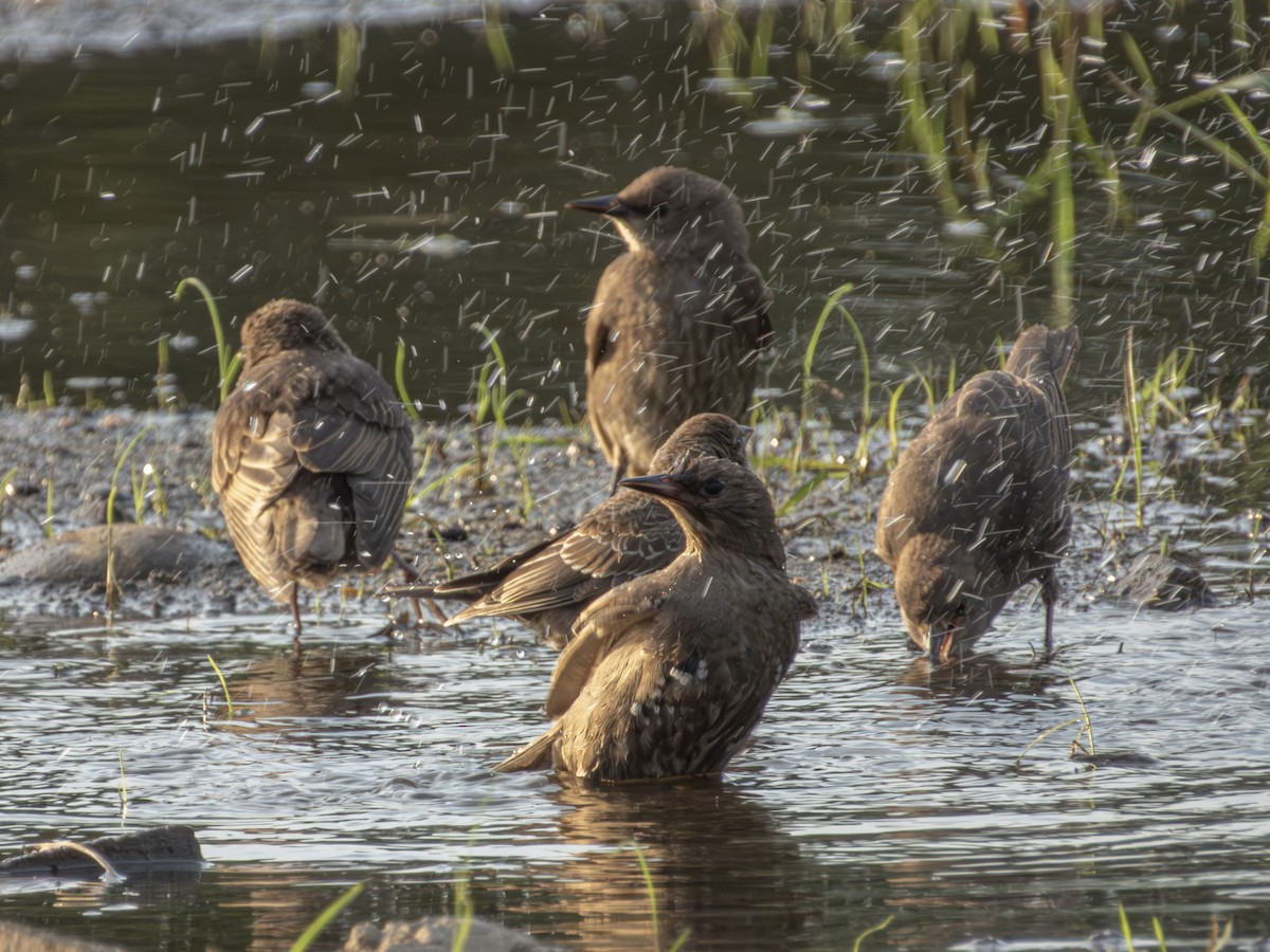 European Starling - ML639071212