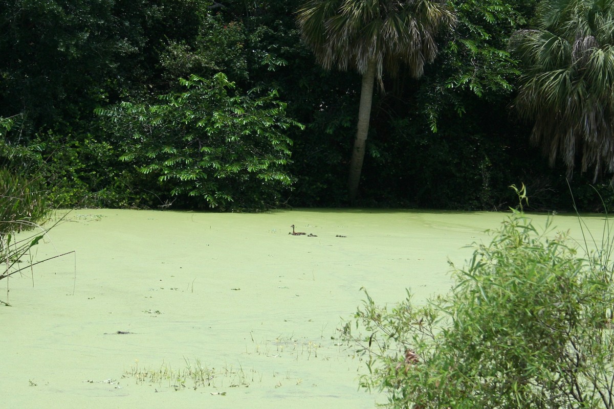 Black-bellied Whistling-Duck - ML639071223