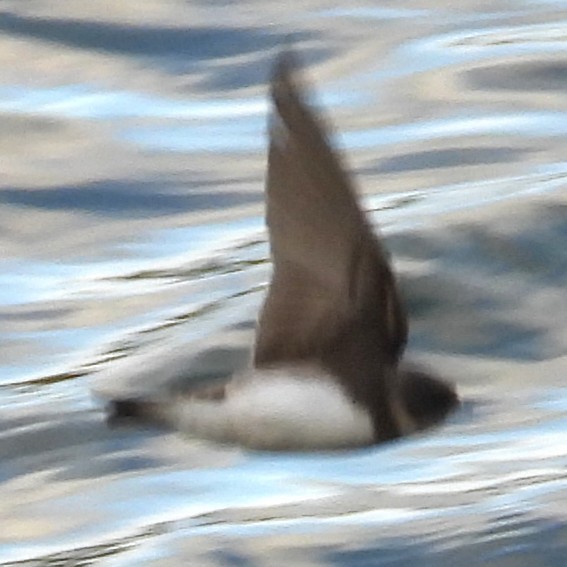 Bank Swallow - ML639071292