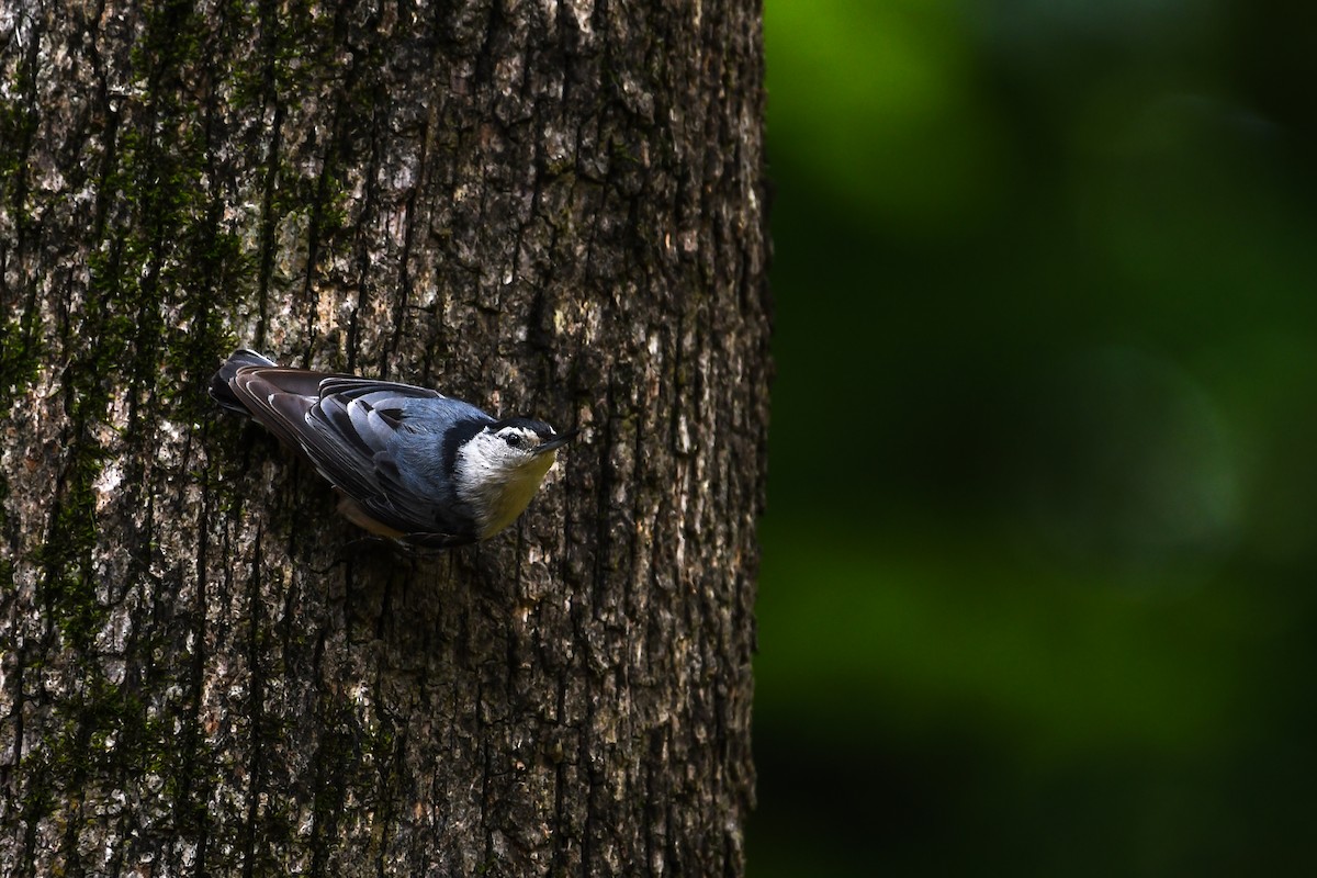 White-breasted Nuthatch - ML639071315