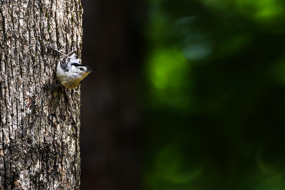 White-breasted Nuthatch - ML639071316