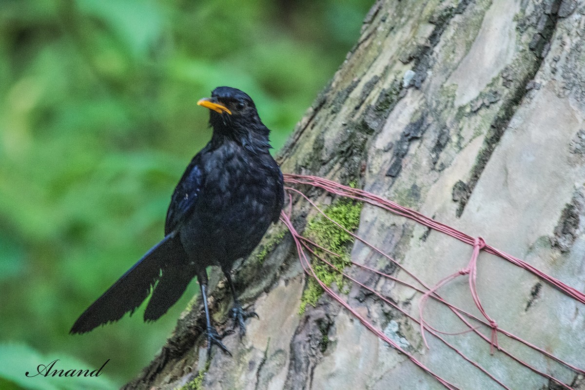 Blue Whistling-Thrush - ML639071318