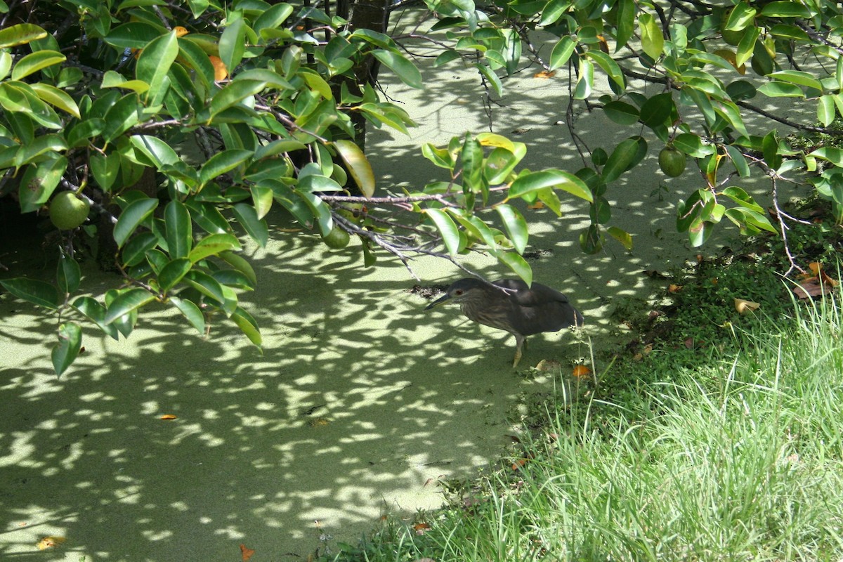 Black-crowned Night Heron - ML639071326