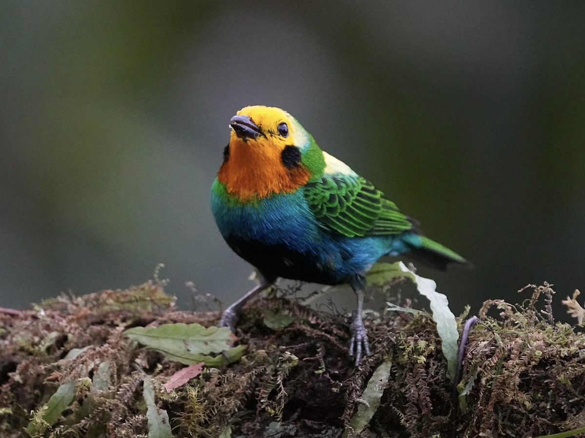 Multicolored Tanager - ML639071339