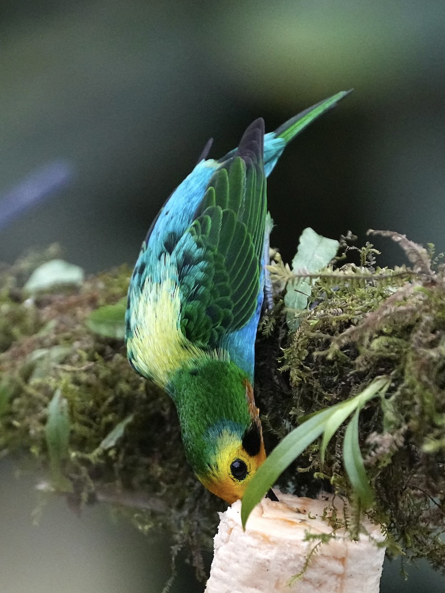 Multicolored Tanager - ML639071340