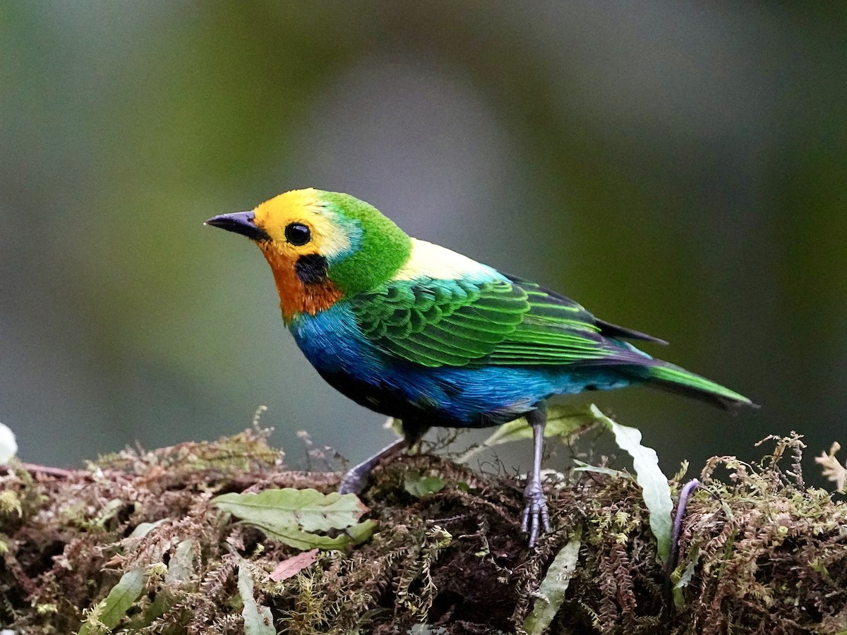Multicolored Tanager - ML639071342