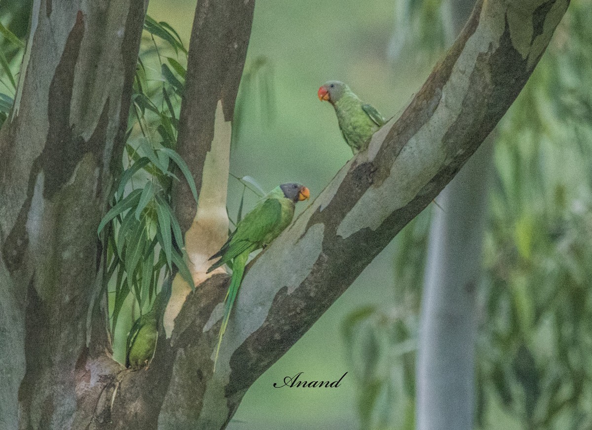 Slaty-headed Parakeet - ML639071348